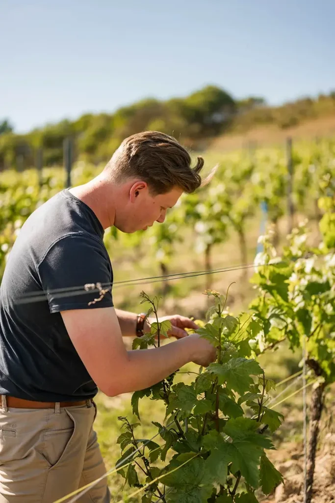 Niklas Fischer bei der Arbeit in den Weinbergen